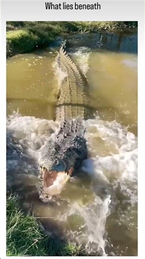 "Meet Lolong: The Longest Crocodile in History"🐊 #shorts ‪@LittleBigLyf‬