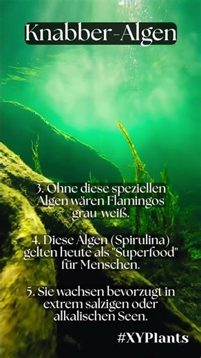 Knabber-Algen: Überleben unter Wasser! 🌿