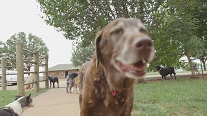 The Horse and Hound Rescue Foundation will make your heart melt! Support this organization and others at Remington Bark on August 25th! | Remington Park