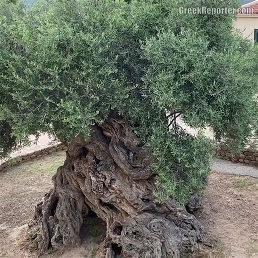 112K views · 4.6K reactions | The olive tree of vouves in Crete is over 4000 years old and still produces olives today. It's One of the oldest living trees on Earth, older than Parthenon. Full story: https://bit.ly/3fh202i | Greek Reporter | Facebook