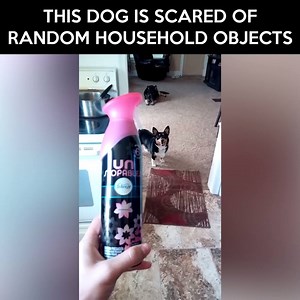 1.3M views · 15 reactions | This dog is scared of random household objects Credit: JukinVideo | LOLKidz | Facebook