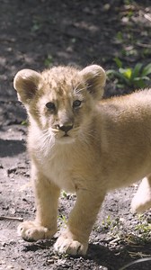 Apex predators in training 🦁 Our cubs are getting bigger stronger everyday, and will eventually reach up to 175kg in weight. They are a special addition to the Asiatic lion conservation breeding programme, because their small wild population is at risk of being wiped out by a disease epidemic or natural disaster. | London Zoo