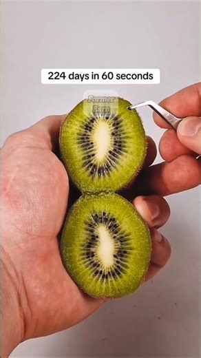 224 Days in 60 Seconds | The Growth of a Kiwi 🍃 #timelapse #kiwi