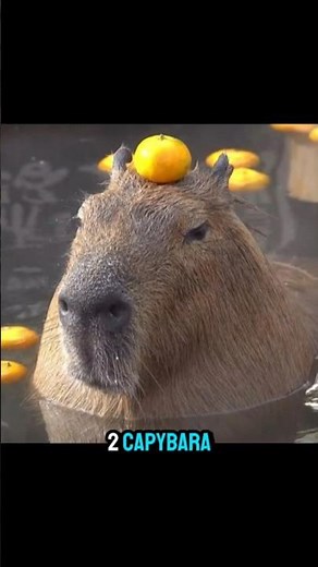 Wild Animals That Can Be Pets (Legally in Some Places) #animals #wildanimals #wildlife