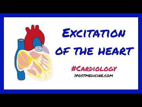 Excitation of The Heart // Cardiology
