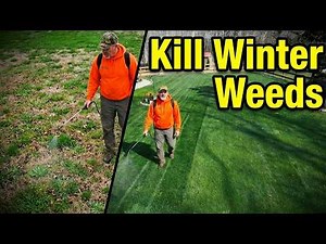 Stop Winter Weeds NOW! Best Early Spring Weed killers for lawns
