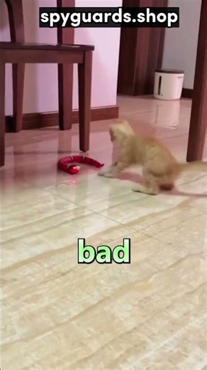 This Smart Snake Toy Drives Cats | USB Rechargeable Interactive Cat Toy.#catlovers #catmemes