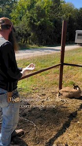 520K views · 9.8K reactions | Baby goats though 凉 #homestead #billykid #dapple #goats #babygoat #fall2024 | Katherine Umbarger | Facebook