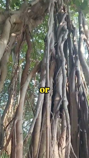 The banayan tree..❤️ #ytshorts #shortsfeed #fyp #viral #shorts