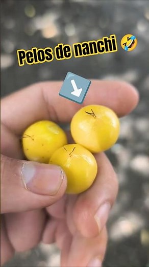 In Nayarit we say "nanche beard," nanche or nance, fruit of Byrsonima crassifolia #fruits #nayarit