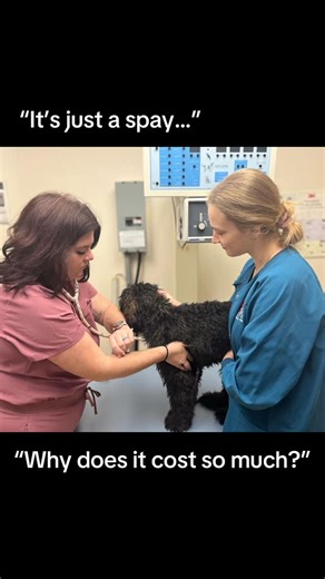 Hannah on Instagram: "It’s not “just a spay” that you’re paying for. It’s a thorough head to tail physical exam. It’s advanced diagnostics to rule out major disease processes. It’s direct access to veins for emergency drug administration. It’s control of your pets airway should they need help breathing. It’s years of education and training to perform technical intra-abdominal organ removal. It’s the peace of mind knowing that you will never have to sit in an emergency clinic wondering if your pe