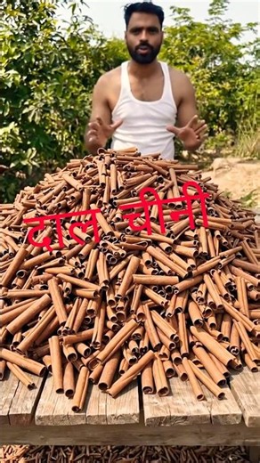 How to Grow Cinnamon ☘️ | the cinnamon tree to spice | #shorts #agriculture #fyp #shortvideo #please