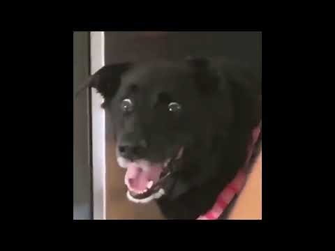 Black Dog Shocking Reaction meme template
