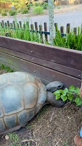H O M E. 🐢 The first thing Grace wanted to do? See her best friend, Igloo. @australiazoo | Bindi Irwin