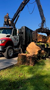 Cutting a tree down? We can pick up your logs branches and brush for you. Logs and branches $150 to $350 Per Load | American Firewood and Landscaping