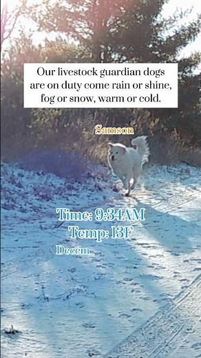 See our livestock guardian dogs in action- Great Pyrenees & Karakachan with a husky for “backup” 🙃