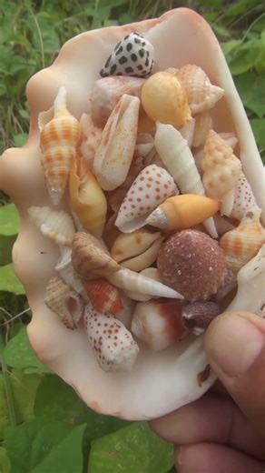 colorful shell plate