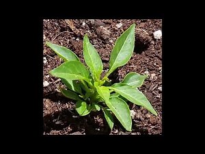 Time-Lapse Video of Capsicum sombrero Plants Growing from Seed to Maturity