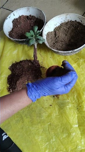 Beginner-Friendly Potting Tutorial | Simple Home Gardening