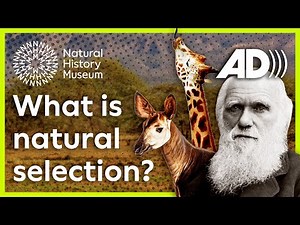 What is natural selection? | Natural History Museum (Audio Described)