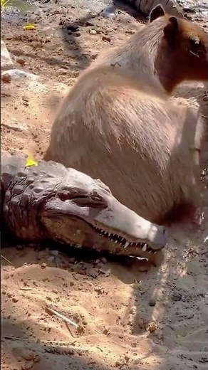 Capybara vs. Alligator: Unexpected Encounter