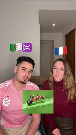 Insectes en France et en Algérie : Comparaison des Noms