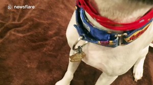 Dog balances Wine in Wine Glass on Head Video