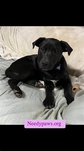 1.3K views · 21 reactions | Needy Paws Rescue - St. Louis, MO on Reels | Facebook