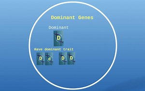 Hawkes TV | Instructional Videos
