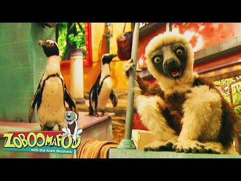 Criaturas Aquáticas | Zoboomafoo Português - WildBrain | Episódios Completos para Crianças