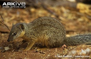 Narrow striped mongoose - Alchetron, the free social encyclopedia