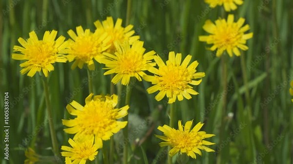 A clearing of bright yellow flowers in a green meadow. Wall Hawkweed or Hieracium murorum