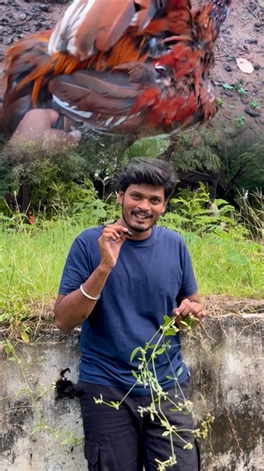 ⏳Prashanth Pilli🗿 on Instagram: "Hen leg problem solution#hen #poultry"