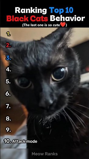 You Won’t Believe These Black Cats 😳🐈‍⬛#shorts