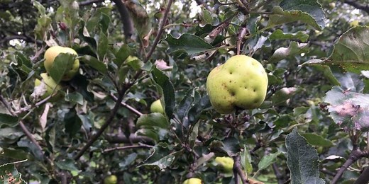 How to Get Rid of Apple Maggots with Insect Barriers