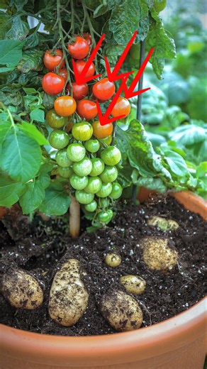 tomato and potato in a single plant #pomato grafting #megazone