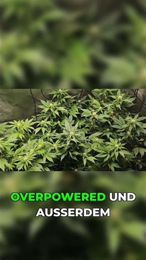 Growing tips: Why fewer plants are more!