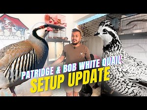 Bob White Quail & Chukar Patridge Setup Update