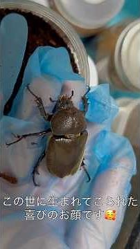 The rhinoceros beetle larvae that had black spot disease have been safely born #rhinocerosbeetle