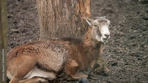 Mouflon in winter. Mouflon Ram. European mouflon.