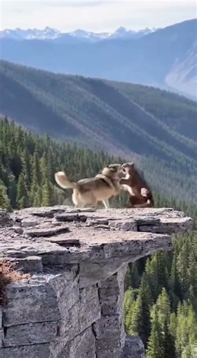 EPIC BATTLE! Wolf vs Mountain Lion on the Edge of a Cliff 🐺🔥🐆