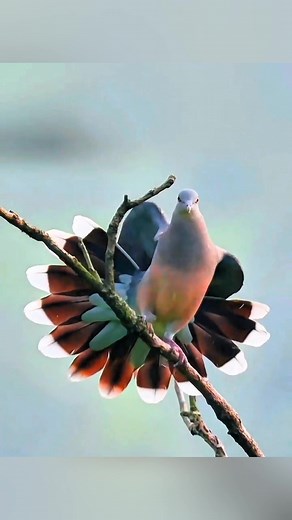 24K views · 1.7K reactions | Amazing Pigeon | Feel the Birds | Facebook