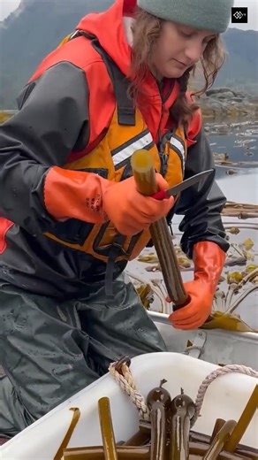 Dyt Universe on Instagram: "Everything You Need to Know About Bull Kelp: Alaska’s Superfood . . Did you know there's a seaweed that grows almost as fast as you can watch it? Meet the Bull Kelp! 🌊 In this video, we explore the amazing world of Alaska’s coastal waters. From its hollow tube-like stem to its incredible growth rate of 7 inches per day, Bull Kelp is nature’s masterpiece. We also look at how locals use it to make delicious pickles and even musical instruments! . . #BullKelp #Alaska #S