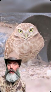 We set out to help some local burrowing owls!