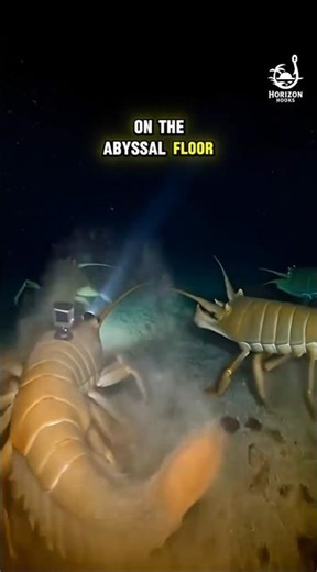 POV: A Giant Isopod Exploring the Deep Sea (Real Midnight Zone Camera)