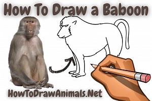 How To Draw a Baboon - EASY Drawing Tutorial!