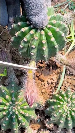Cactus care tips for beginners: Propagate cactus