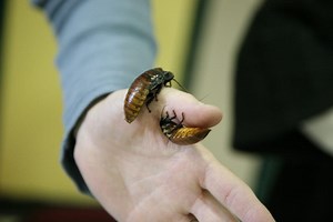 Gigantic Flying Cockroach!