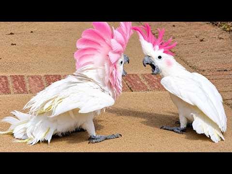 The FUNNIEST PARROTS On The Planet! 🤣 Funny Birds Video | Zoomies Nation