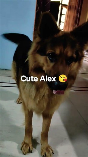 Angel had acouple of RED BULLS#cute dog shots#German shepherd#funny dog.. plz connect my channel...